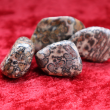 Load image into Gallery viewer, Leopardskin Orbicular Jasper
