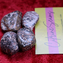 Load image into Gallery viewer, Leopardskin Orbicular Jasper
