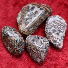 Load image into Gallery viewer, Leopardskin Orbicular Jasper
